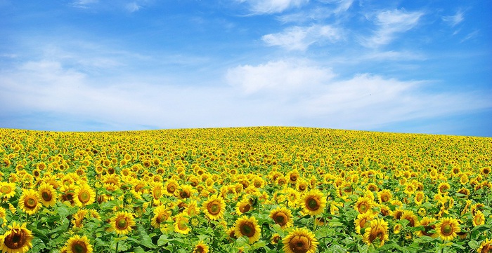 5361707_yoof3__kopiya (700x361, 133Kb)