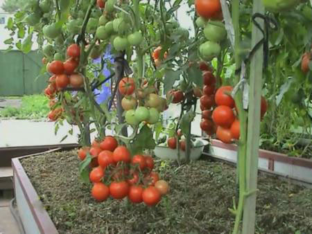 pomidor (450x338, 43Kb)