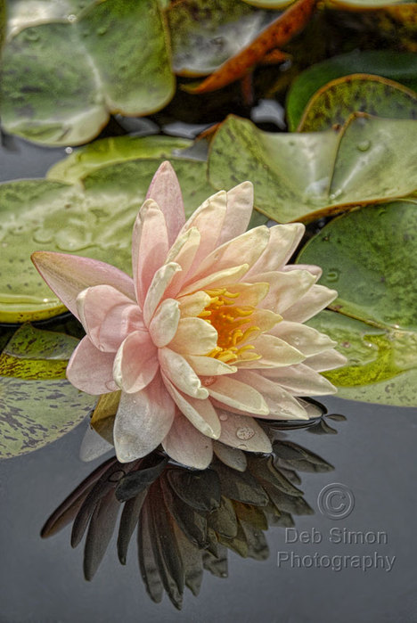 water_lily_reflection (468x700, 83Kb)