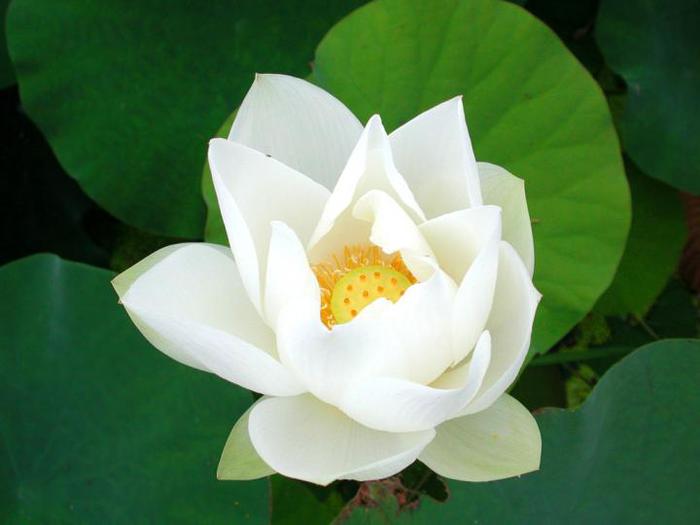 water_lily_ec.720x (700x525, 27Kb)