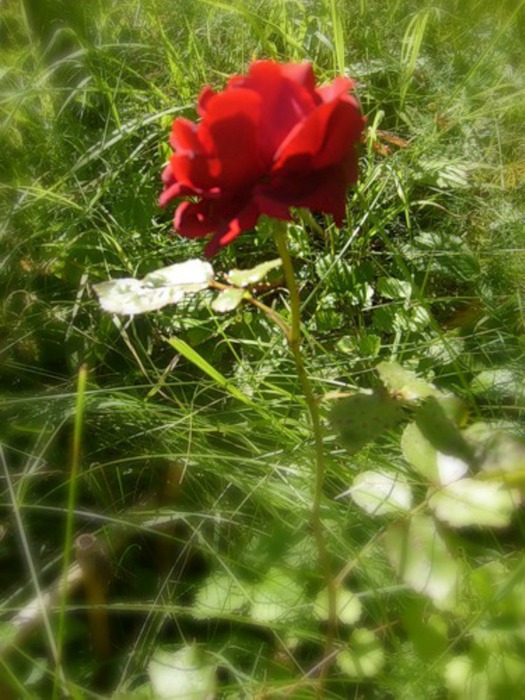 0_6c5a7_97a179c8_-1-L (525x700, 117Kb)