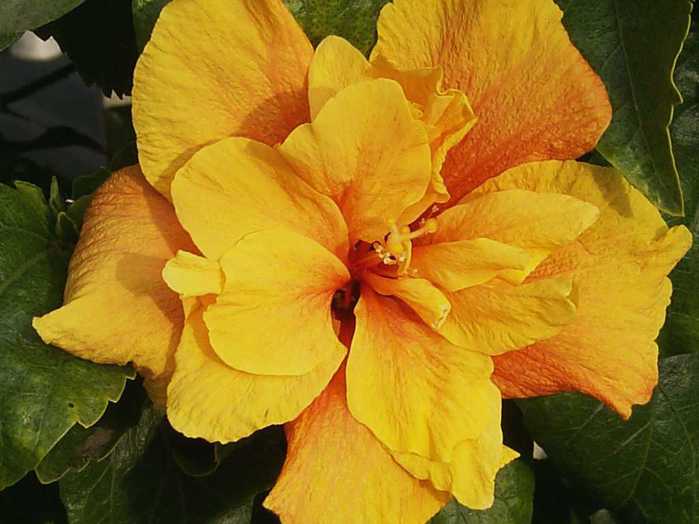 apricot-hibiscus-beauty-cropped-1024x768 (700x524, 34Kb)