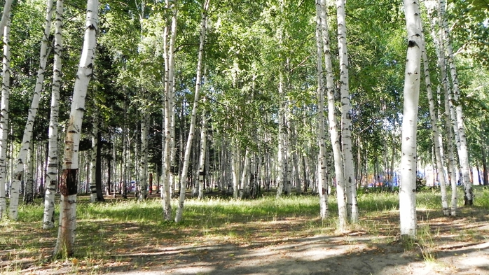 DSCN6721 (700x393, 302Kb)