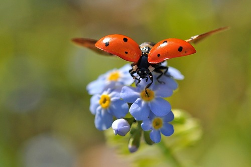 0_8286c_167a40de_L (500x333, 39Kb)