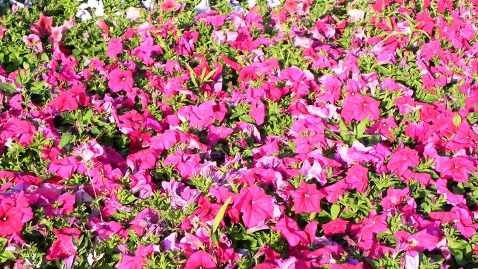 DSCN6768 (700x393, 340Kb)