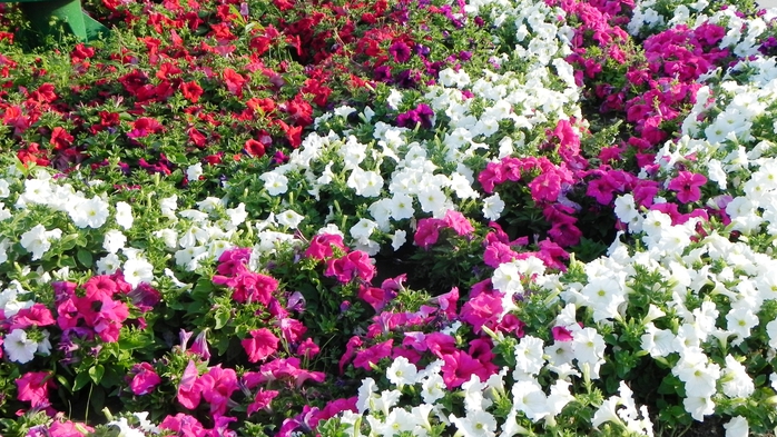 DSCN6772 (700x393, 320Kb)