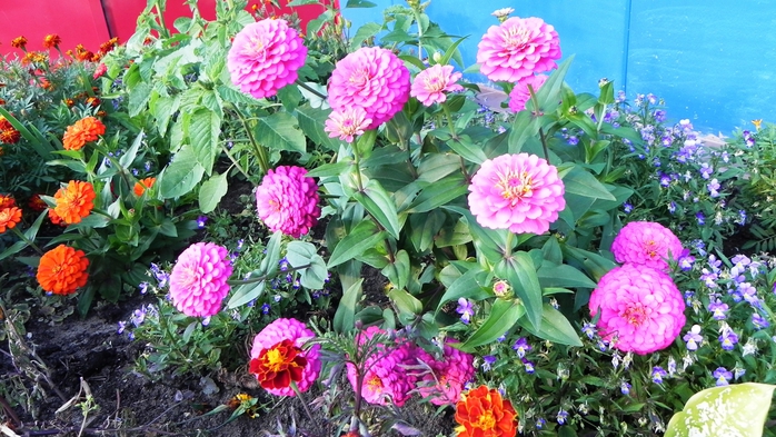 DSCN6774 (700x393, 302Kb)