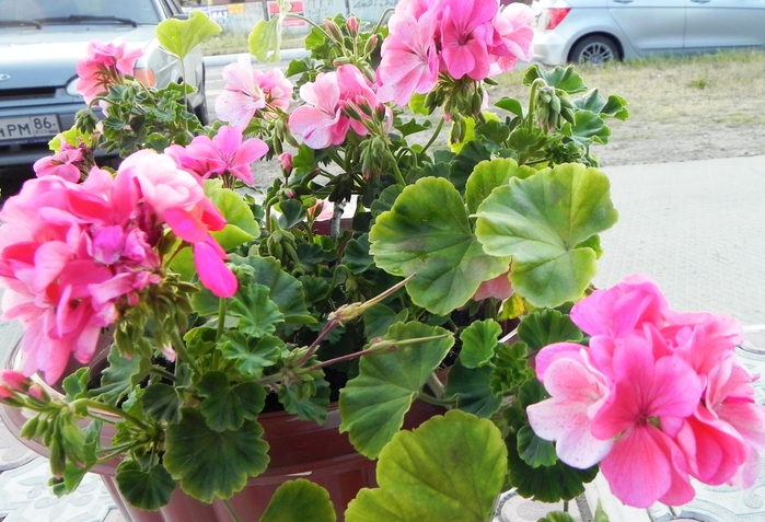 DSCN6775 (700x477, 294Kb)