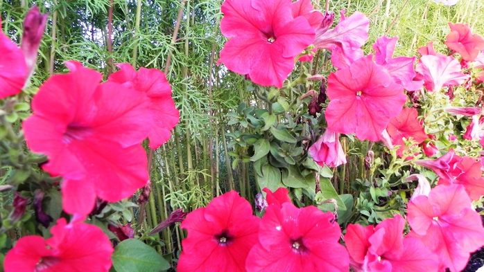 DSCN6815 (700x393, 274Kb)