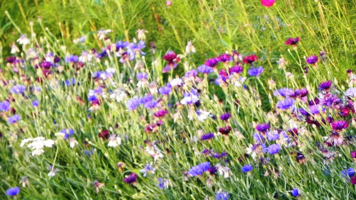 DSCN6816 (700x393, 275Kb)