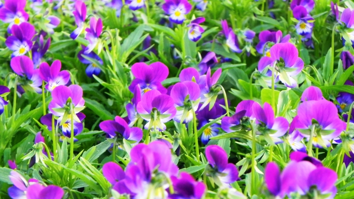DSCN6821 (700x393, 257Kb)