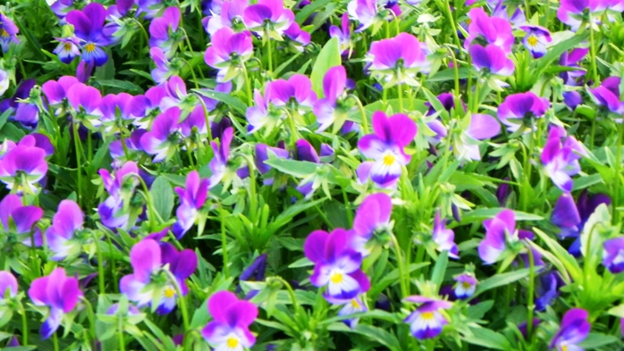 DSCN6824 (700x393, 265Kb)