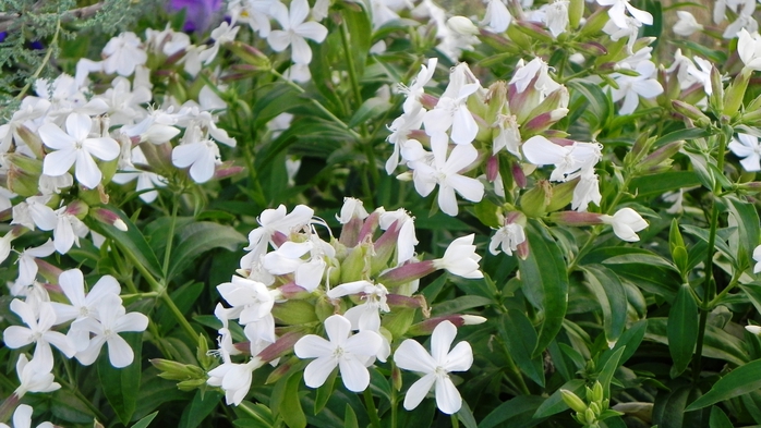 DSCN6826 (700x393, 251Kb)