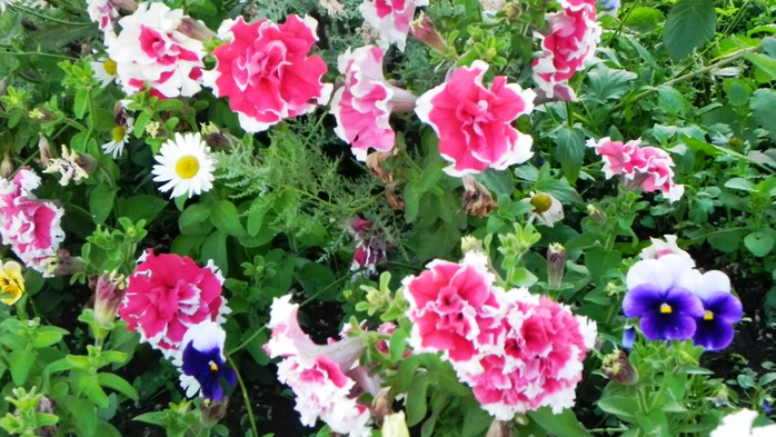 DSCN6827 (700x393, 271Kb)