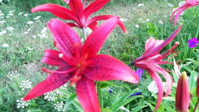 DSCN6831 (700x393, 261Kb)