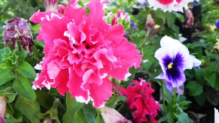 DSCN6832 (700x393, 231Kb)