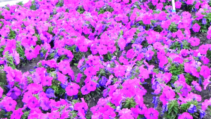DSCN6834 (700x393, 302Kb)