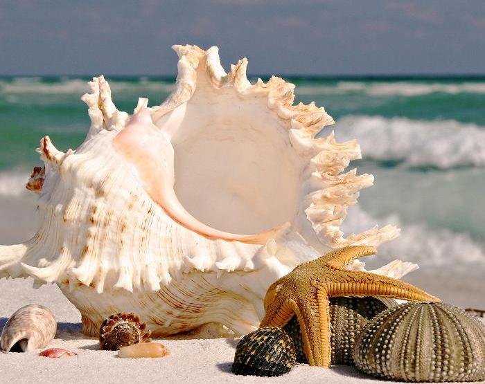 4698066_80650225_large_69476685b024_1_ (700x555, 69Kb)