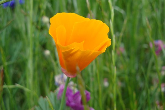 13-pavot-de-californie-jardin-fleurs-432694 (540x360, 26Kb)