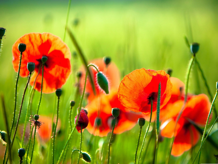 beautiful_poppies-Flowers_Desktop_Wallpaper_1920x1440 (700x525, 440Kb)