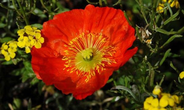 coquelicot_ (600x358, 59Kb)