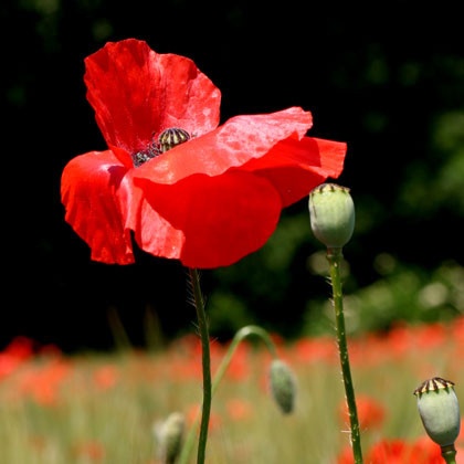 coquelicots-2-beau-coquelicot-img (520x520, 38Kb)