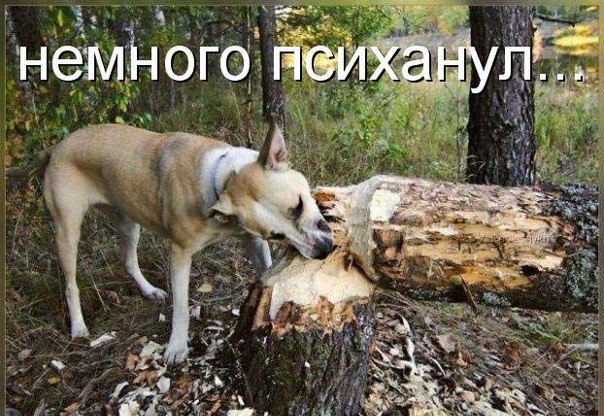  )))) (604x416, 99Kb)