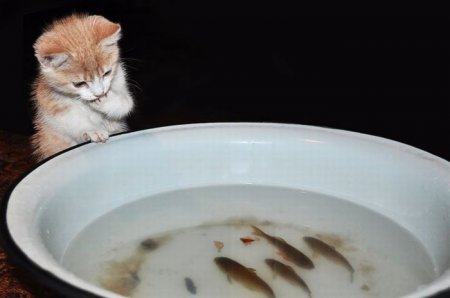 3780815_8475413 (450x298, 15Kb)