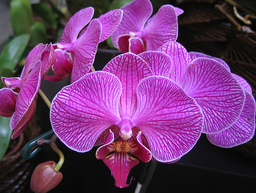 orchid1 (500x377, 165Kb)