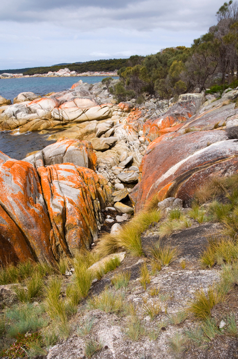 tasmania (9) (465x700, 530Kb)