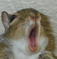 tumblr_lzx5p4ZkGv1r5cidpo8_250 (189x196, 33Kb)