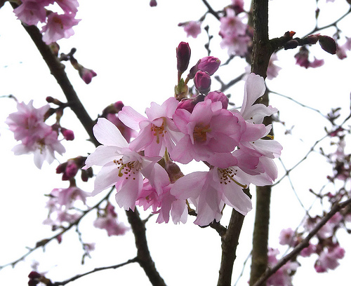 actsenty-v-sady-7-prunus-subhirtella-autumnalis (500x408, 108Kb)