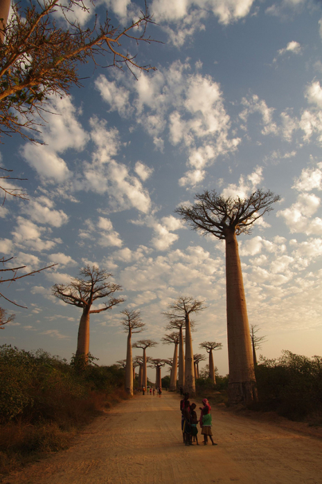 madagaskar (10) (465x700, 394Kb)