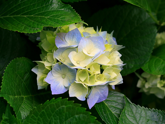 Hydrangeas (700x525, 366Kb)