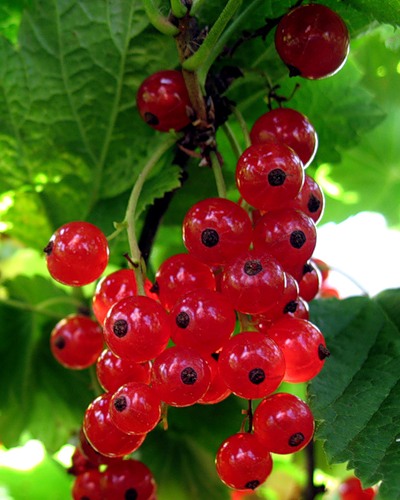 0_a518_612e03e0_L (400x500, 56Kb)