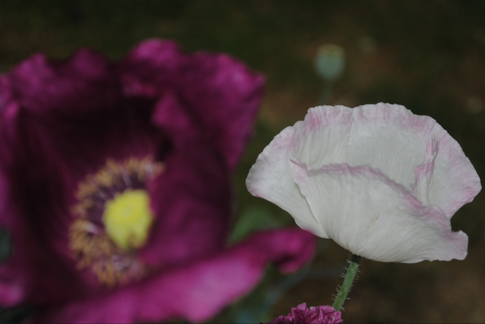 -38 (700x467, 348Kb)