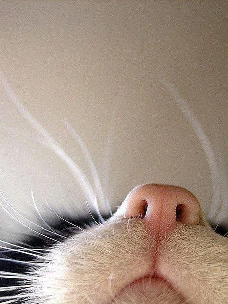 tumblr_m740jbSV7f1qz4d4bo1_500 (453x604, 55Kb)