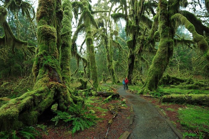 1333363723_hoh-rain-forest-rrsryorrrrsrsr-ryirsrye (700x466, 130Kb)