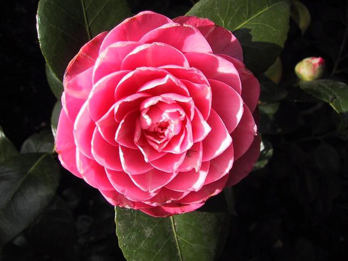 camellia (700x525, 44Kb)