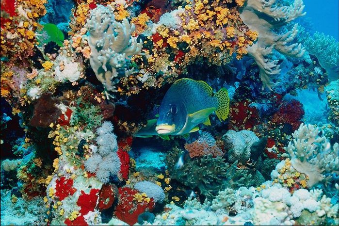 3623822_038 (700x466, 128Kb)