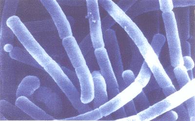 acidophilus (400x249, 56Kb)