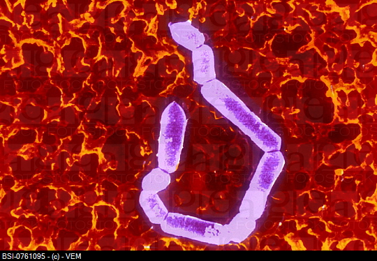 BSI-0761095 (540x374, 208Kb)