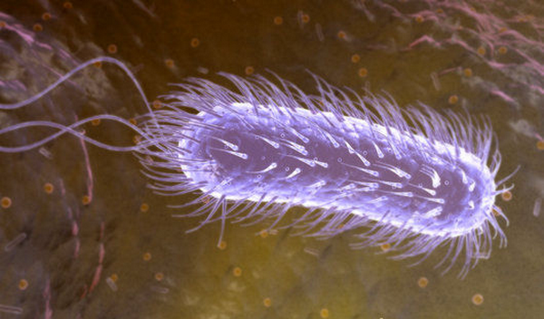 F0022799-Helicobacter_pylori-SPL (600x352, 314Kb)