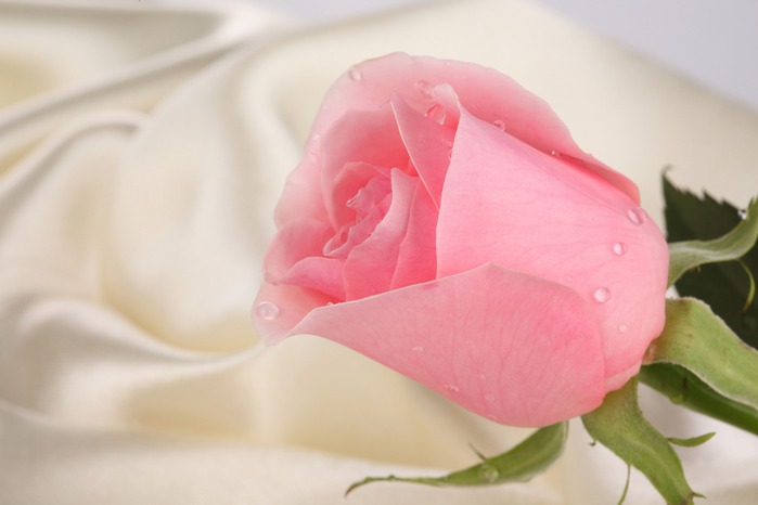 65819496_4_flowers_rose_022 (699x466, 43Kb)