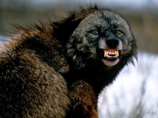 Фотографии сумчатого волка
