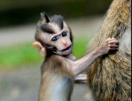 1278844825_monkeys_with_mohawks_09 (450x345, 29Kb)