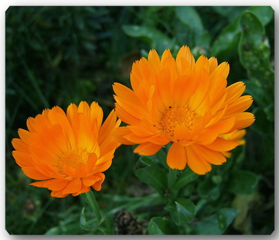 54791405_calendula2 (406x349, 49Kb)