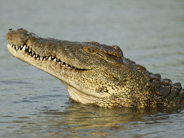 3571750_mammallikecrocodile06_24258_600x450 (600x450, 51Kb)