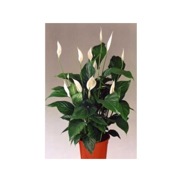 1343406153_spatifillumspathiphyllum (600x600, 35Kb)