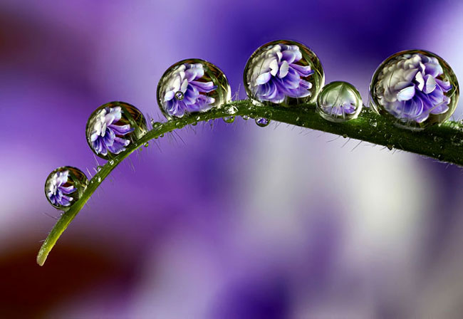 water_drops_2 (650x448, 46Kb)